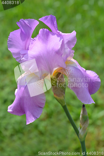 Image of Bearded iris flower