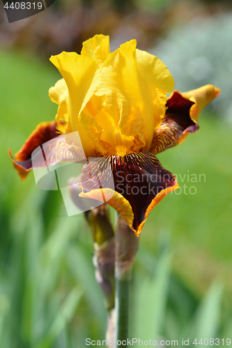 Image of Bearded iris flower