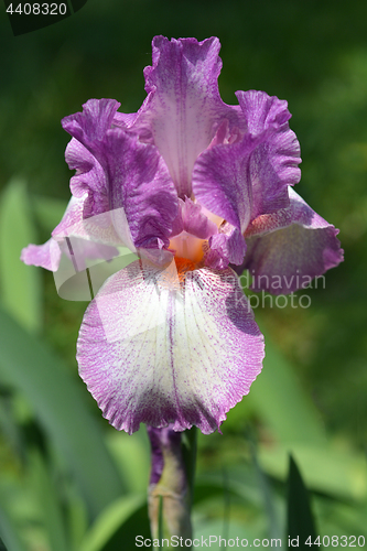 Image of Bearded iris flower