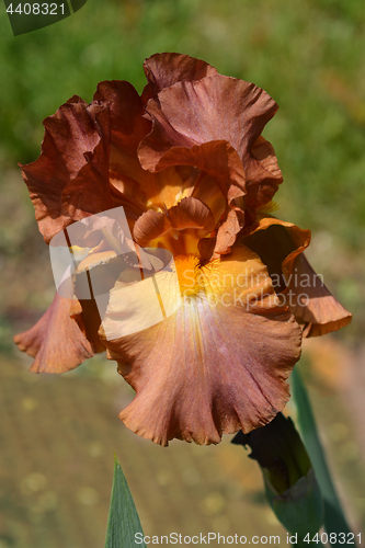 Image of Bearded iris flower