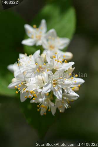 Image of Deutzia flowers