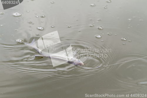 Image of Fishing on a lake