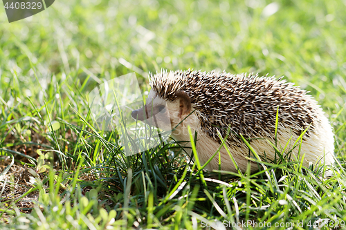 Image of  African white- bellied hedgehog 