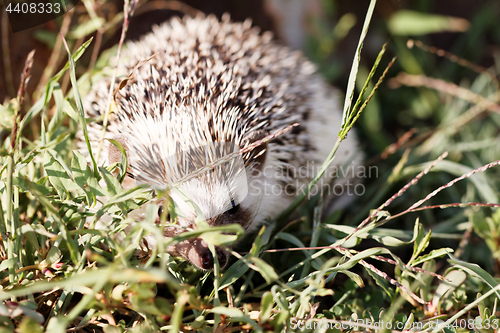 Image of  African white- bellied hedgehog 