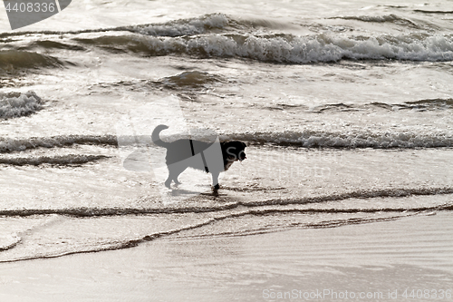 Image of Playing dog on the beach
