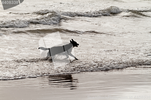 Image of Playing dog on the beach