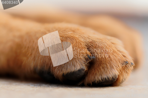 Image of German shepherd dog detail