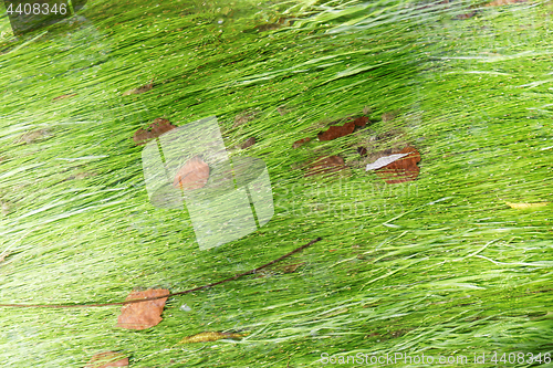 Image of Algae in a mountain stream