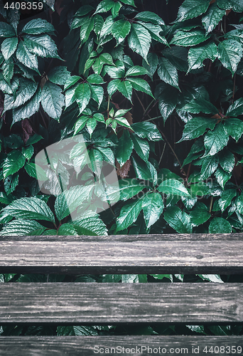 Image of Wet Wild Grape Leaves Over Wooden Planks