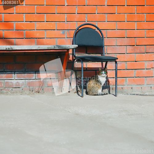 Image of Street Cat And Abandoned Chair Near Brick Wall