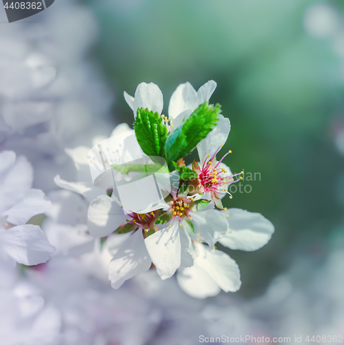 Image of White Flowers Of Cherry Blossoms Closeup