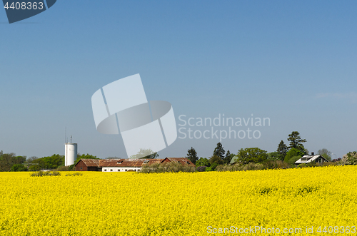 Image of Countryside view with a blossom rapeseed field