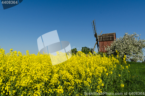 Image of Old windmill by blossom rapeseed field and apple tree