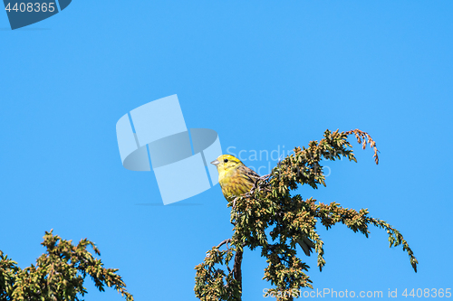 Image of Beautiful male Yellowhammer