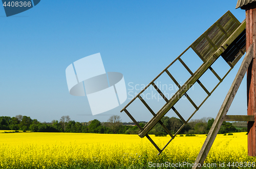 Image of Old windmill by a blossom rapeseed field