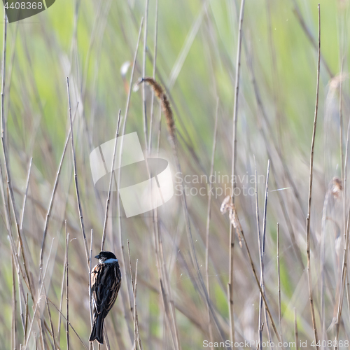 Image of Male Reed Bunting in natural habitat