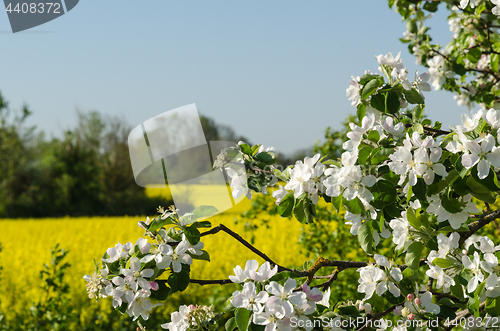 Image of Branches of blossom apple tree 