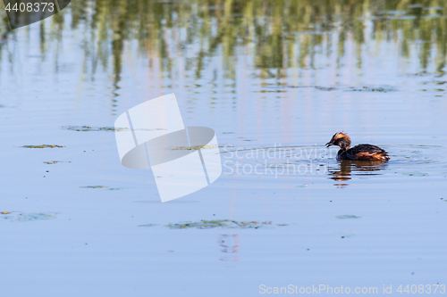 Image of Slavonian Grebe with a just caught small fish