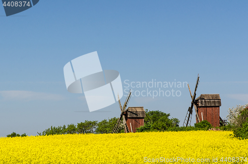 Image of Old wooden windmills by a blossom rapeseed field