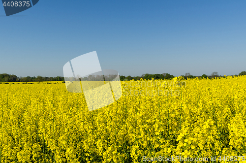 Image of Blossom rapeseed field