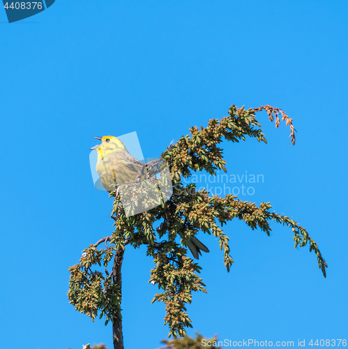 Image of Singing Yellowhammer on a twig