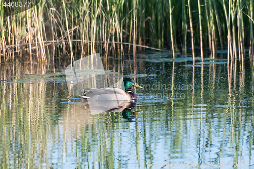 Image of Male Mallard Duck in a pond