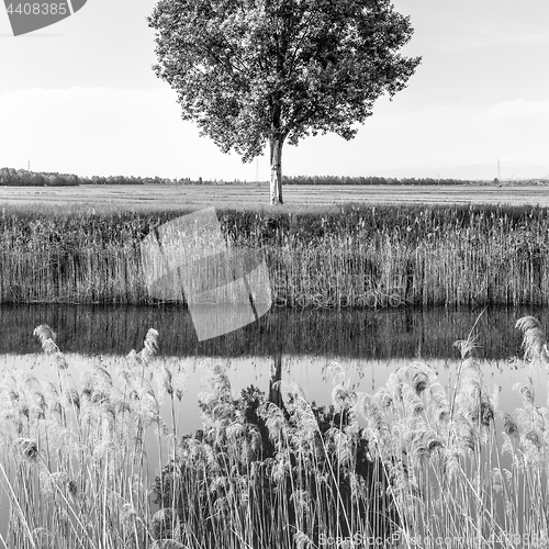 Image of Green tree in the field by river.