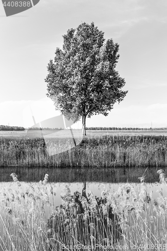 Image of Green tree in the field by river.