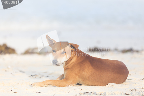 Image of Vagabond dog on the beach.