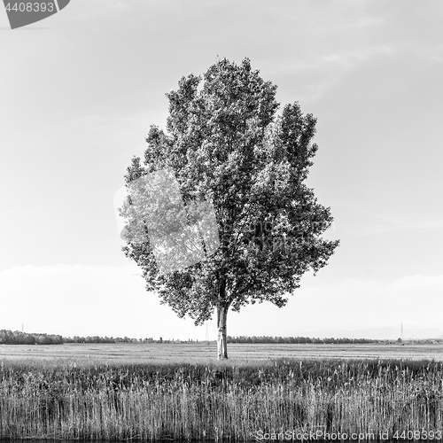 Image of Green tree in the field by river.