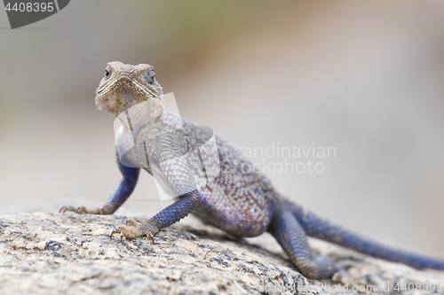 Image of Mwanza flat-headed rock agama, Serengeti National Park, Tanzania.