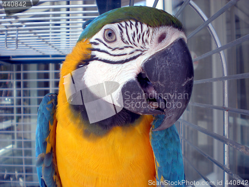 Image of Parrot