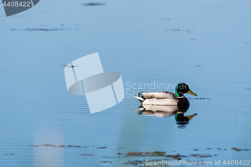 Image of Beautiful sunlit Mallard