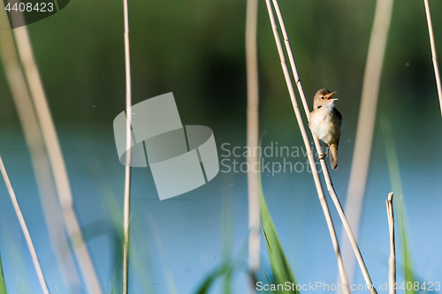 Image of Singing Reed Warbler in natural habitat