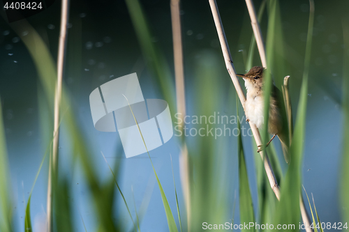 Image of Hidden Reed Warbler