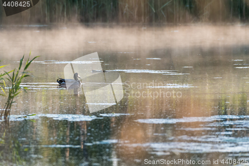 Image of Wonderful early morning in the pond