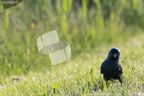 Image of Eye contact with the Jackdaw