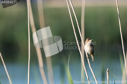 Image of Reed Warbler in its natural habitat