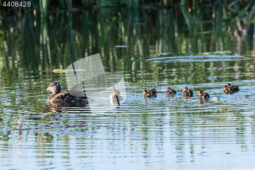 Image of Female Mallard with chicks