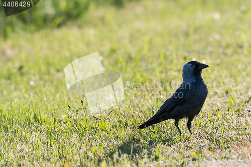 Image of Watchful jackdaw bird