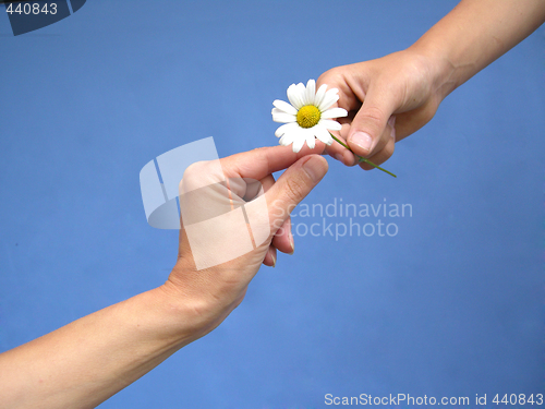 Image of Gives a daisy away