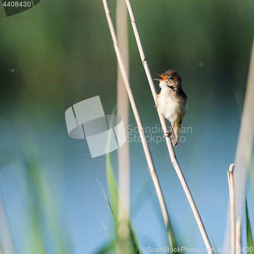 Image of Singing Reed Warbler sitting on a reed straw