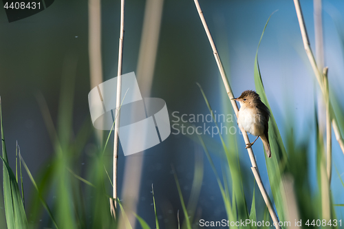 Image of Cute songbird, Reed Warbler, sitting in the reeds