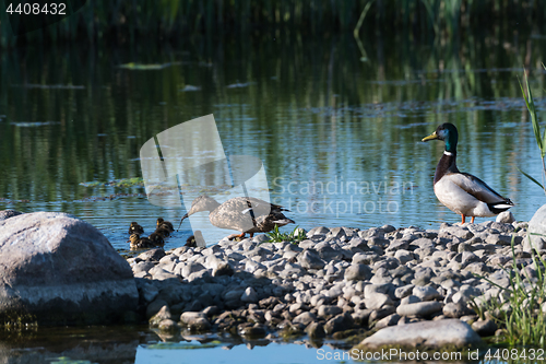 Image of Mallard family, female, male and ducklings