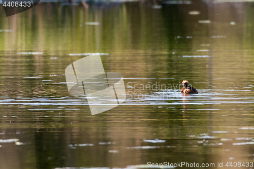 Image of Sunlit Black Grebe in the early morning sunshine