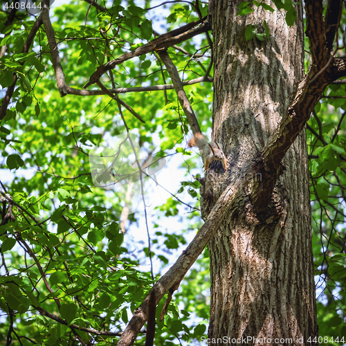 Image of Squirrel On A Tree Among Foliage