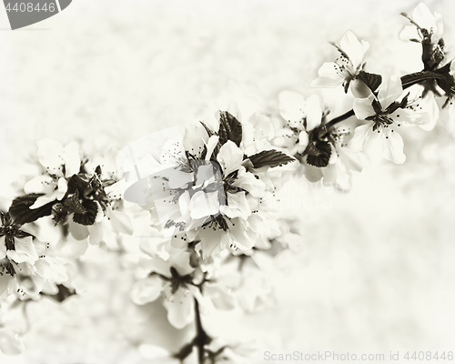 Image of Vintage Monochrome Spring Floral Background