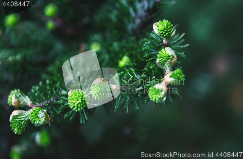 Image of Fresh Sprouts Of Korean Fir Closeup