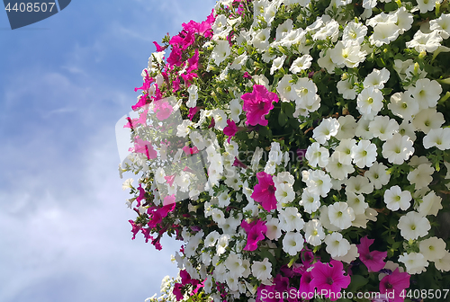 Image of Flowers of bright petunia