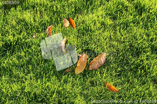 Image of Autumn leaves on a green lawn